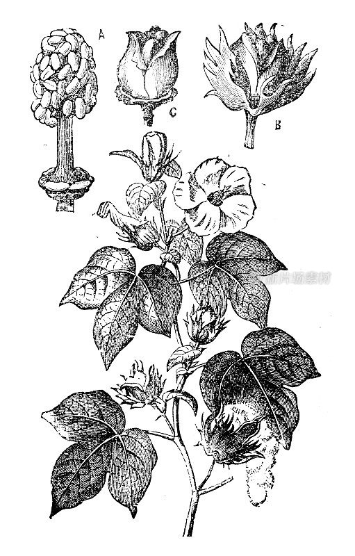 古玩插图，植物学:15 (Cydonia oblonga)